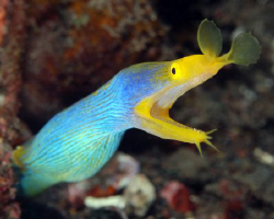 Ribbon eel in Bali. by Dray Van Beeck 